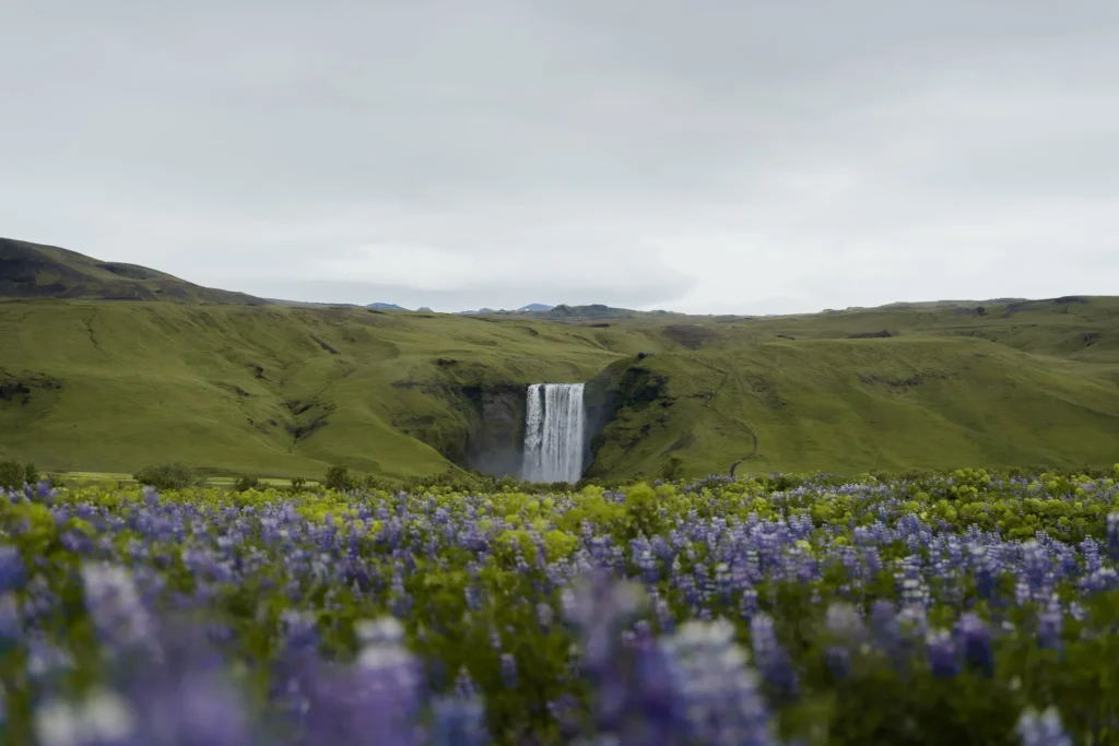 Skogafoss waterfall surrounded by lupine flowers in Iceland.