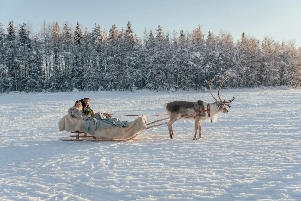 Wedding couple on a reindeer sleigh in Rovaniemi, Finland