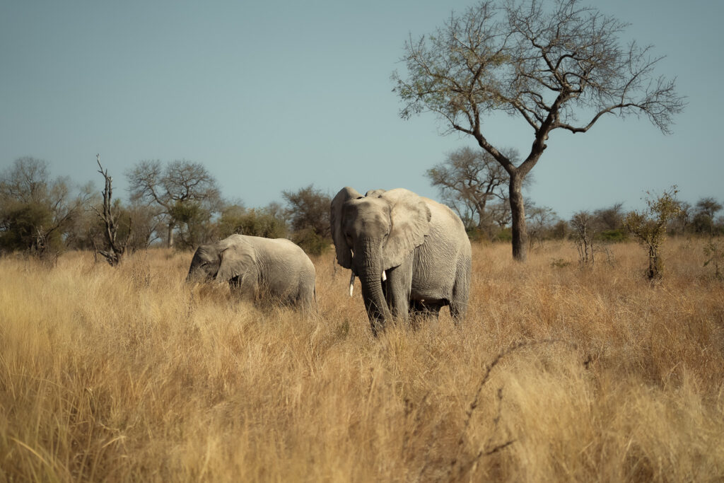 African elephants photographed in the dry savannah during the dry season