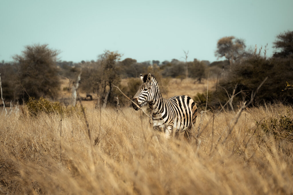 A plains zebra photographed in the dry savannah of southern Africa