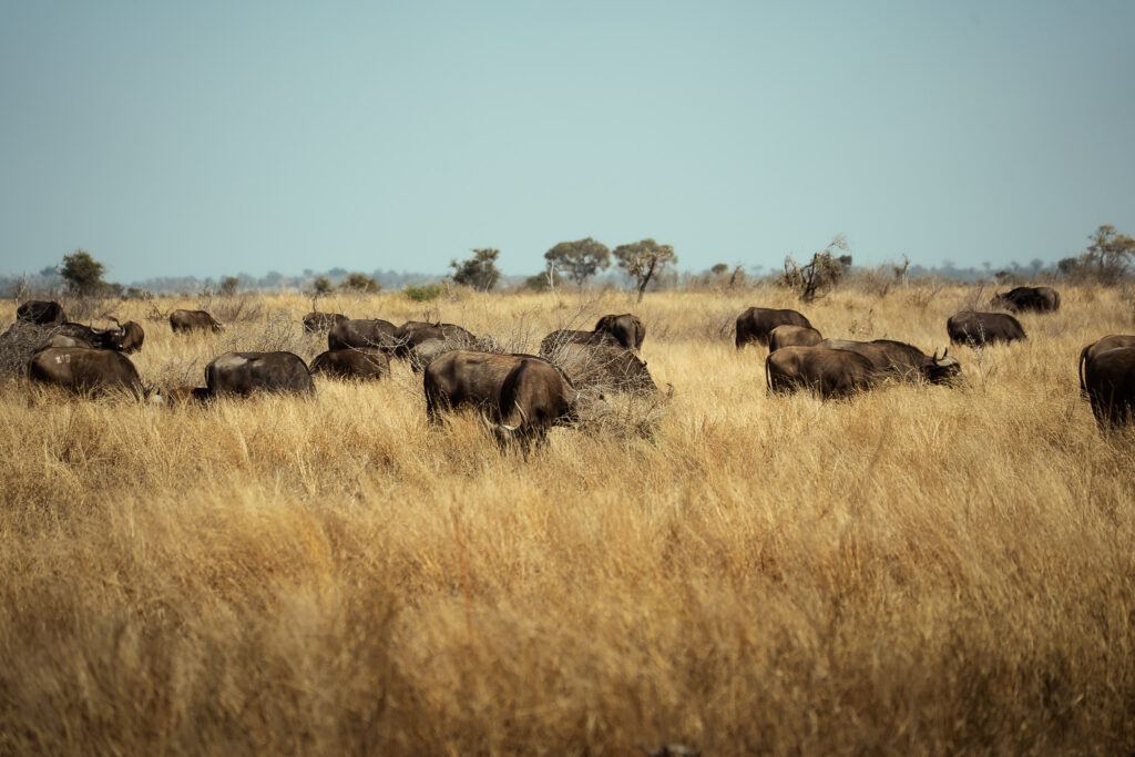A herd of African buffalo roaming the grasslands of Kruger National Park, South Africa